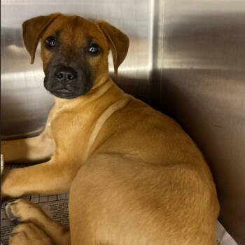 Rescue Black Mouth Cur Dogs for Adoption in Hattiesburg, Mississippi - Mox Diamond | PetCurious