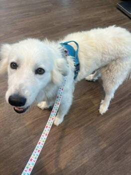 Golden Retriever Dogs Available for Adoption in Boise, Idaho - Tilly | PetCurious
