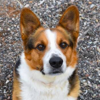 Cardigan Welsh Corgi Dogs Available for Adoption - Yogi | PetCurious