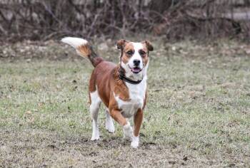 Collie Dogs Available for Adoption - Poncho | PetCurious