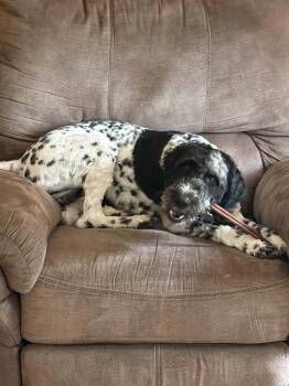 Clementine -  Dalmatian and Standard Poodle Dog for Adoption in WDM, Iowa - Clementine | PetCurious