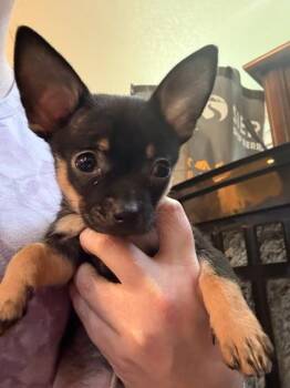 Peanut -  Chihuahua and Mixed Breed Dog for Adoption in Hillsboro, Oregon - Peanut | PetCurious
