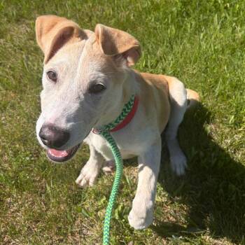 Chance -  Labrador Retriever Dog Available for Adoption in Morristown, Vermont - Chance | PetCurious