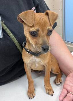 Chihuahua Dogs Available for Adoption - Bobby | PetCurious