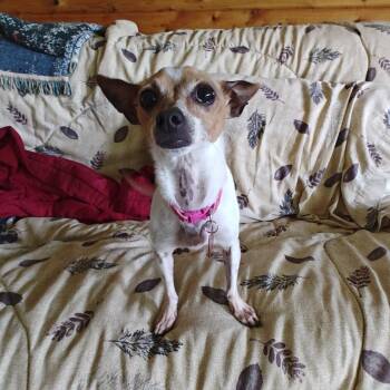 Dolly -  Chihuahua and Mixed Breed Dog for Adoption in Green Bay, Wisconsin - Dolly | PetCurious