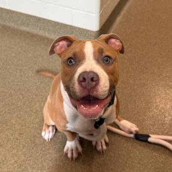 Zara -  Pit Bull Terrier Dog for Adoption in Council Bluffs, Iowa - Zara | PetCurious