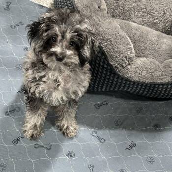 Poodle Dogs Available for Adoption in Antwerp, Ohio - Poppy. Tiny 3.4 Lbs  | PetCurious