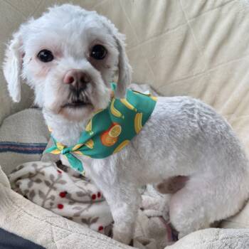 Maltipoo Dogs Available for Adoption in Plano, Texas - Woody Lee Turner | PetCurious