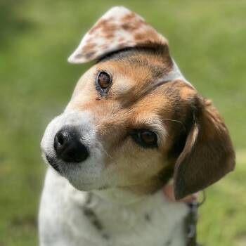 Beagle and Mixed Breed Dogs Available for Adoption in Austin, Texas - Bindi | PetCurious