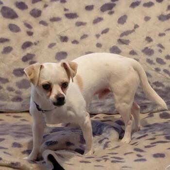 Dachshund and Chihuahua Dogs Available for Adoption in Oroville, Washington - Drake | PetCurious