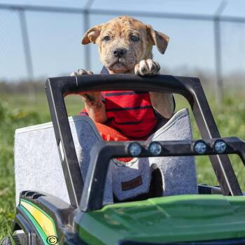 Staffordshire Bull Terrier Dogs Available for Adoption in Clarinda, Iowa - Puppy-1 | PetCurious