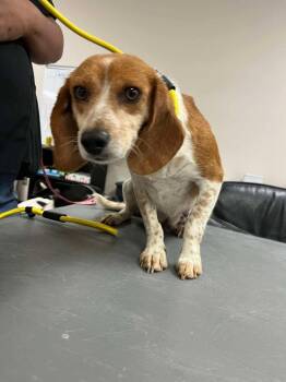 Beagle Dogs Available for Adoption in Bloomfield, Connecticut - Penny | PetCurious