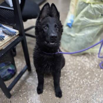 Ryker -  Shepherd and Mixed Breed Dog for Adoption in Incline Village, Nevada - Ryker | PetCurious