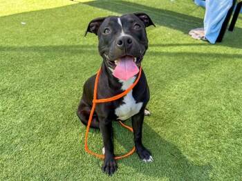 CARMIE -  Pit Bull Terrier Dog for Adoption in Tustin, California - CARMIE | PetCurious