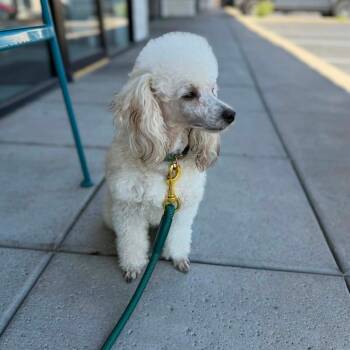 Q-Tip -  Miniature Poodle Dog for Adoption in Phoenix, Arizona - Q-Tip | PetCurious