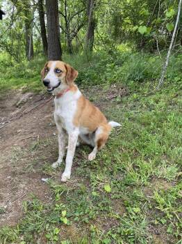 Coco - only 35 lbs!  GREAT FAMILY DOG!  See below! -  Coonhound and Australian Shepherd Dog for Adoption in Franklin, West Virginia - Coco - Only 35 Lbs!  GREAT FAMILY DOG!  See Below! | PetCurious