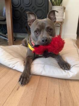 Luther -  Pit Bull Terrier and Mixed Breed Dog for Adoption in Atlanta, Georgia - Luther | PetCurious