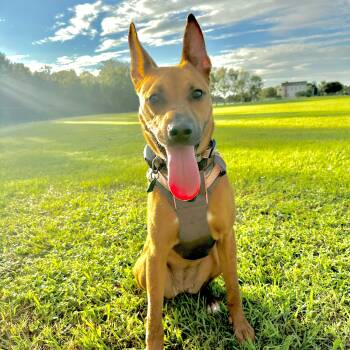 Harley -  German Shepherd Dog and German Pinscher Dog for Adoption in Conroe, Texas - Harley | PetCurious