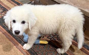 Dandelion -  Great Pyrenees Dog for Adoption in Larkspur, Colorado - Dandelion | PetCurious