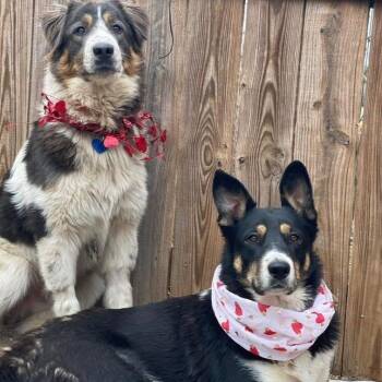 Mixed Breed Dogs Available for Adoption in Tacoma, Washington - Pancakes | PetCurious