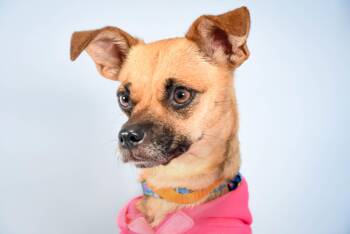 DAISY ROSE -  Chihuahua Dog for Adoption in Loveland, Colorado - DAISY ROSE | PetCurious