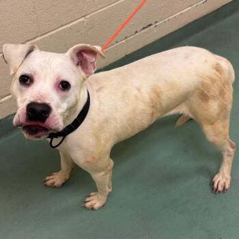 Mello -  Mixed Breed Dog for Adoption in Memphis, Tennessee - Mello | PetCurious