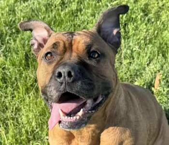 Staffordshire Bull Terrier Dogs Available for Adoption in Euclid, Ohio - Angel | PetCurious