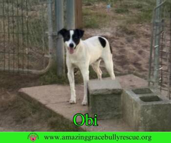 Jack Russell Terrier Dogs Available for Adoption in Pensacola, Florida - Obi | PetCurious