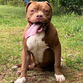 Pit Bull Terrier Dogs Available for Adoption in Memphis, Tennessee - REN-30625 | PetCurious