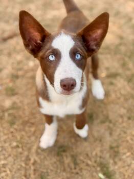Australian Shepherd and Labrador Retriever Dogs Available for Adoption in Brierfield, Alabama - Latte- Blue Eyes  | PetCurious