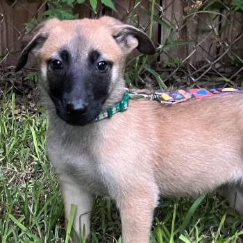 Marshall -  German Shepherd Dog Dog for Adoption in Bellaire, Texas - Marshall | PetCurious