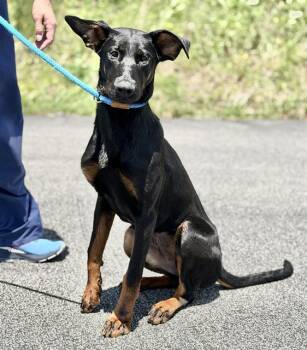 LOUISE -  German Shepherd Dog Dog for Adoption in Canfield, Ohio - LOUISE | PetCurious