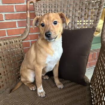 Labrador Retriever Dogs Available for Adoption - RACHEL | PetCurious