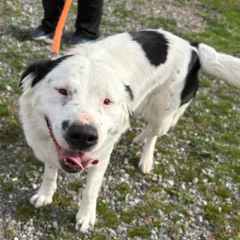 Rescue Mixed Breed Dogs for Adoption in Spokane, Washington - Brandi | PetCurious