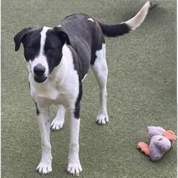 Labrador Retriever Dogs Available for Adoption in Houston, Texas - Charlotte  | PetCurious