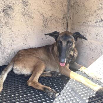 IVHS-A-144006 -  Belgian Shepherd Malinois Dog for Adoption in San Gabriel, California - IVHS-A-144006 | PetCurious