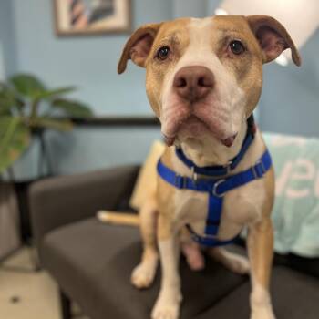 Jake -  Pit Bull Terrier Dog for Adoption in Chicago, Illinois - Jake | PetCurious