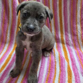 Tumeric -  Australian Shepherd and Mixed Breed Dog for Adoption in Olathe, Kansas - Tumeric | PetCurious