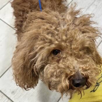 Marley -  Poodle and Mixed Breed Dog for Adoption in Arlington, Virginia - Marley | PetCurious