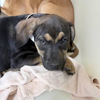 Hound Dogs Available for Adoption in Birmingham, Alabama - Thaddeus | PetCurious