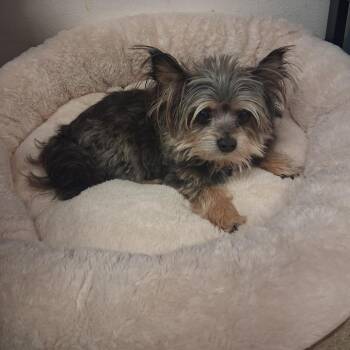 Lucky -  Yorkshire Terrier and Chihuahua Dog for Adoption in Fort Bragg, California - Lucky | PetCurious