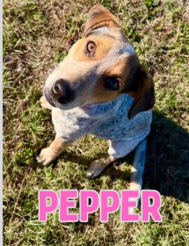 Rescue Catahoula Leopard Dog Dogs for Adoption in Shalimar, Florida - Pepper | PetCurious