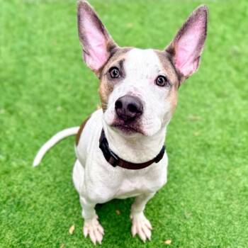 Frosted Flakes -  Pit Bull Terrier Dog for Adoption in Oakland, California - Frosted Flakes | PetCurious