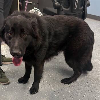 German Shepherd Dog and Mixed Breed Dogs Available for Adoption - Merlin | PetCurious