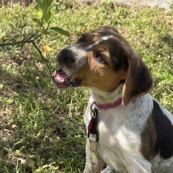 Cattle Dog Dogs Available for Adoption - Nalu Bama | PetCurious