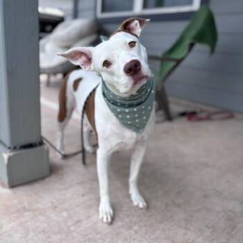 Pennie -  American Staffordshire Terrier Dog for Adoption in Martinez, California - Pennie | PetCurious