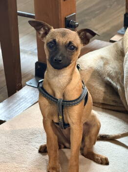 Rescue Chihuahua and Terrier Dogs for Adoption in Seattle, Washington - Apple | PetCurious