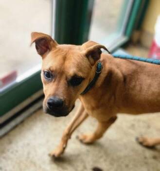 Mixed Breed Dogs Available for Adoption in Munster, Indiana - Halo | PetCurious