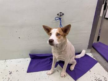 Husky and Mixed Breed Dogs Available for Adoption in Houston, Texas - RANGER | PetCurious