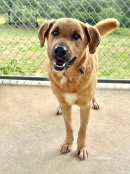 Dexter -  Anatolian Shepherd Dog for Adoption in Canyon Lake, Texas - Dexter | PetCurious
